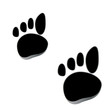 animal tracks