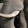 elefant