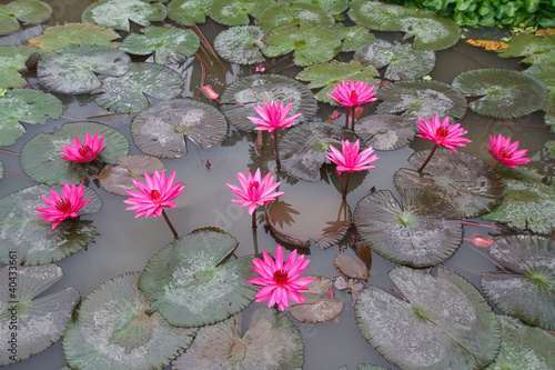 Photo: Beautiful water lily Beautiful water lily