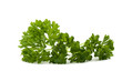 parsley on white background