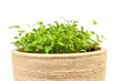 Spring vegetable in ceramic pot on a white