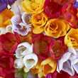 colorful freesias, floral background