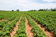 Potato plants