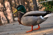 Wilde Stockente.
