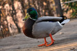 Wilde Stockente.