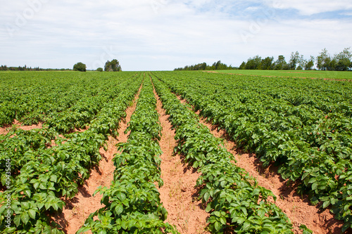 Photo: Potato plants Potato plants