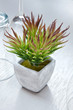 Décoration de table : Plante grasse en pot #3