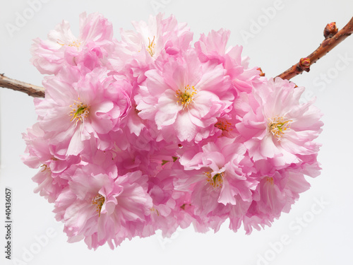 Foto: Kirschbaumblüte Kirschbaumblüte
