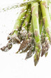 grüner Spargel