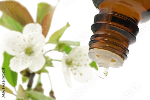 Foto: kirschenblüten mit tropfen kirschenblüten mit tropfen