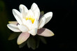 Fleur de Lotus