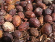 Fruit arganier