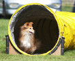 Photo: Agility Sheltie Agility Sheltie
