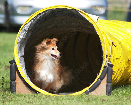 Photo: Agility Sheltie Agility Sheltie
