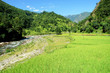 Green rice fields and mountain river landscape, trek to Annapurn