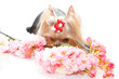 yorkshire terrier and flowers