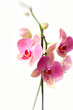orchid
