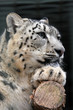 Schneeleopard