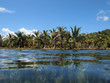 Shoreline with coconut trees