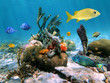 Underwater sea-life