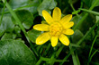 Butterblume kontrastiert mit grünem Gras