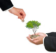 Palms with a tree growng from pile of coins Palms with a tree growng from pile of coins