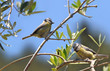 Blue tit male and female in an olive tree