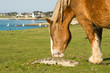 Paysage Breton Paysage Breton