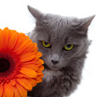 cat with flower