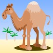 Camel in the desert