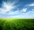 canvas print picture - Grass