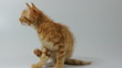red kitten cat scratching from fleas