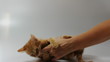 kitten cat playing with human hand