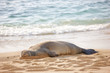 A photo of a Monk seal at Waikiki Beach