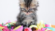kitten