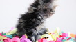 kitten