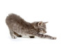 Cute gray kitten on white