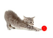 Cute gray kitten on white