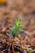 new life - sucker tree