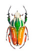 The Goliath beetle (Scarabaeidae). The Goliath beetle (Scarabaeidae).