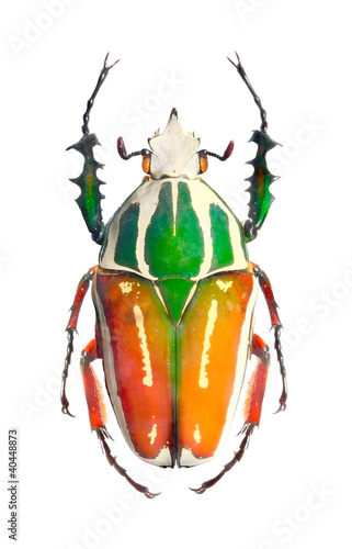 Photo: The Goliath beetle (Scarabaeidae). The Goliath beetle (Scarabaeidae).