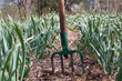 mulched rows of garlic and fork