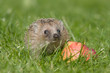 Igel im Herbst