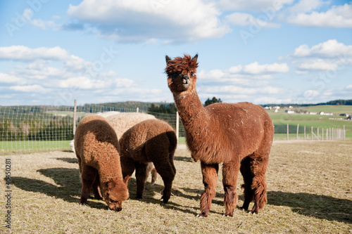 Photo: Brown Alpacas Brown Alpacas