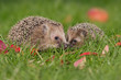 Igel