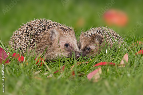Photo: Igel Igel