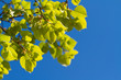 Green spring leaves over blue sky