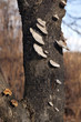 tree trunk with fungus