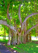 A photo of an Hawaiian park in Waikiki, Honolulu