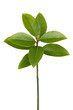Green shoots of laurel leaves